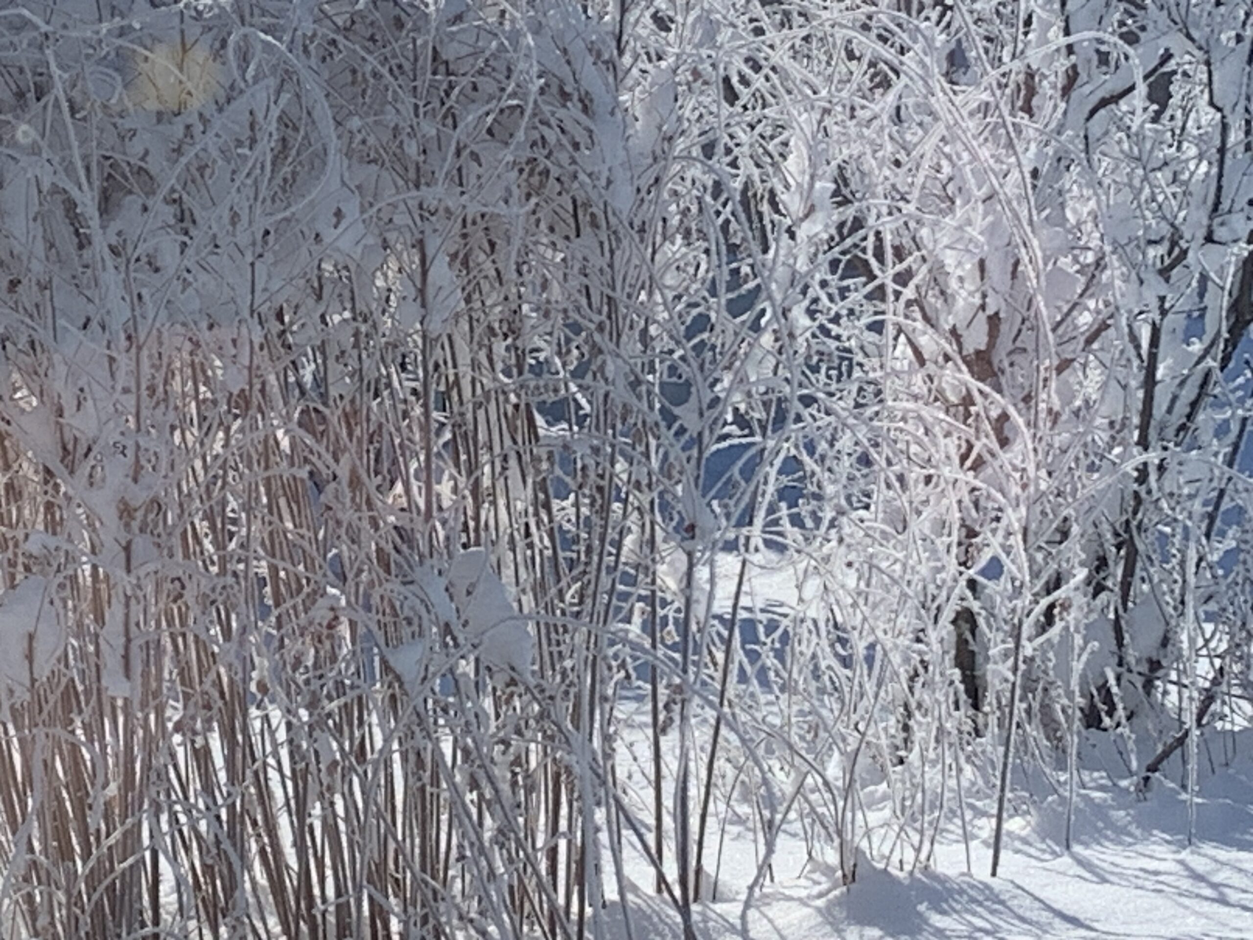 庭の樹氷