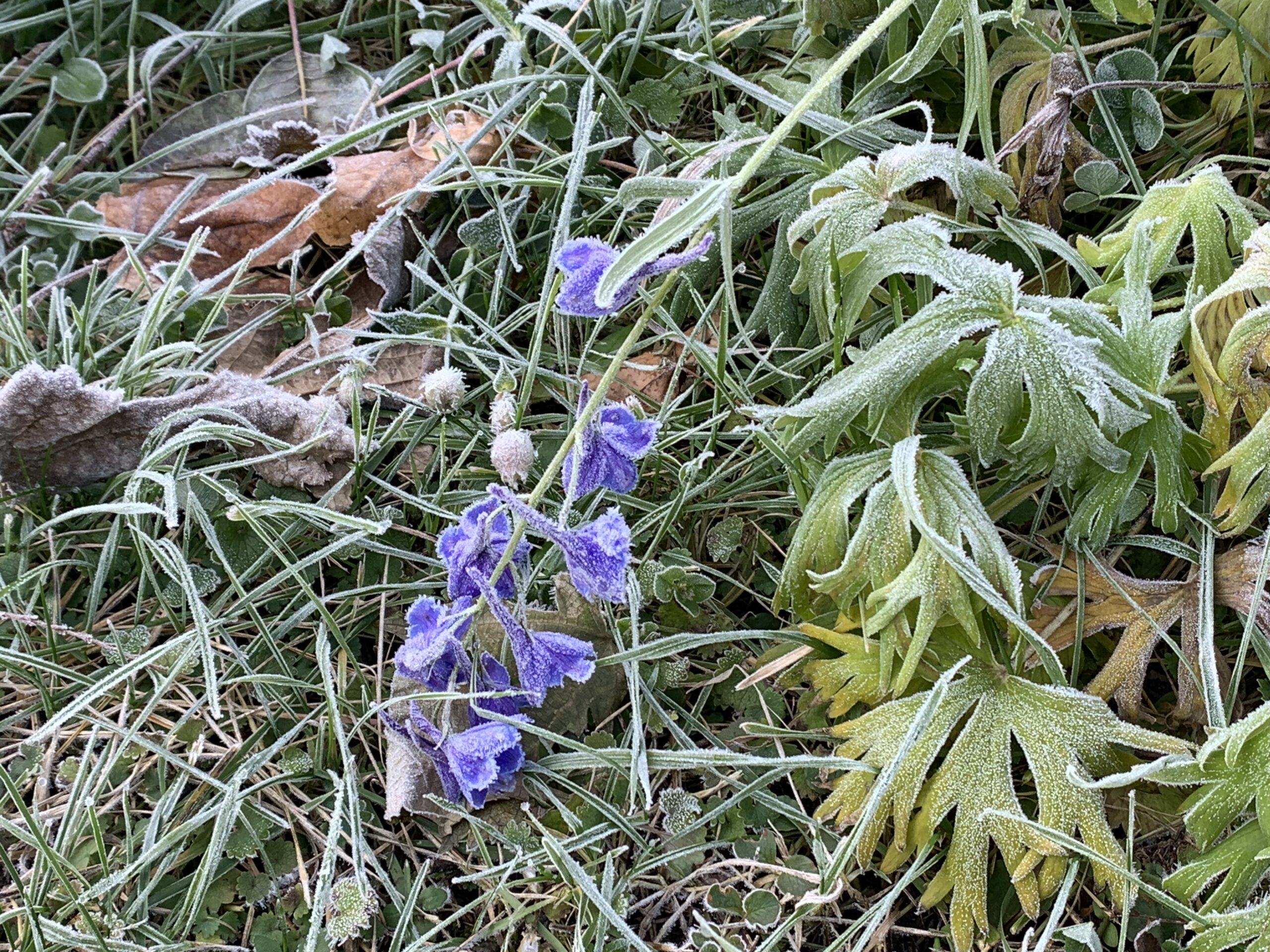 霜デルフィニュウム