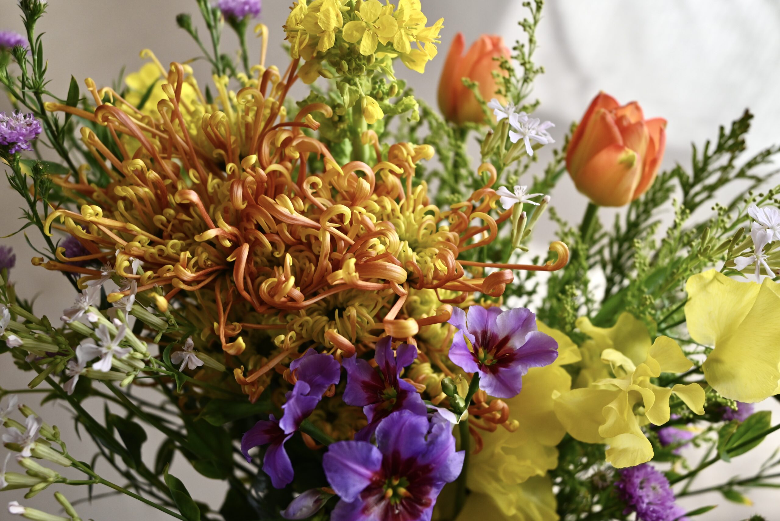 糸菊（ホマロ）