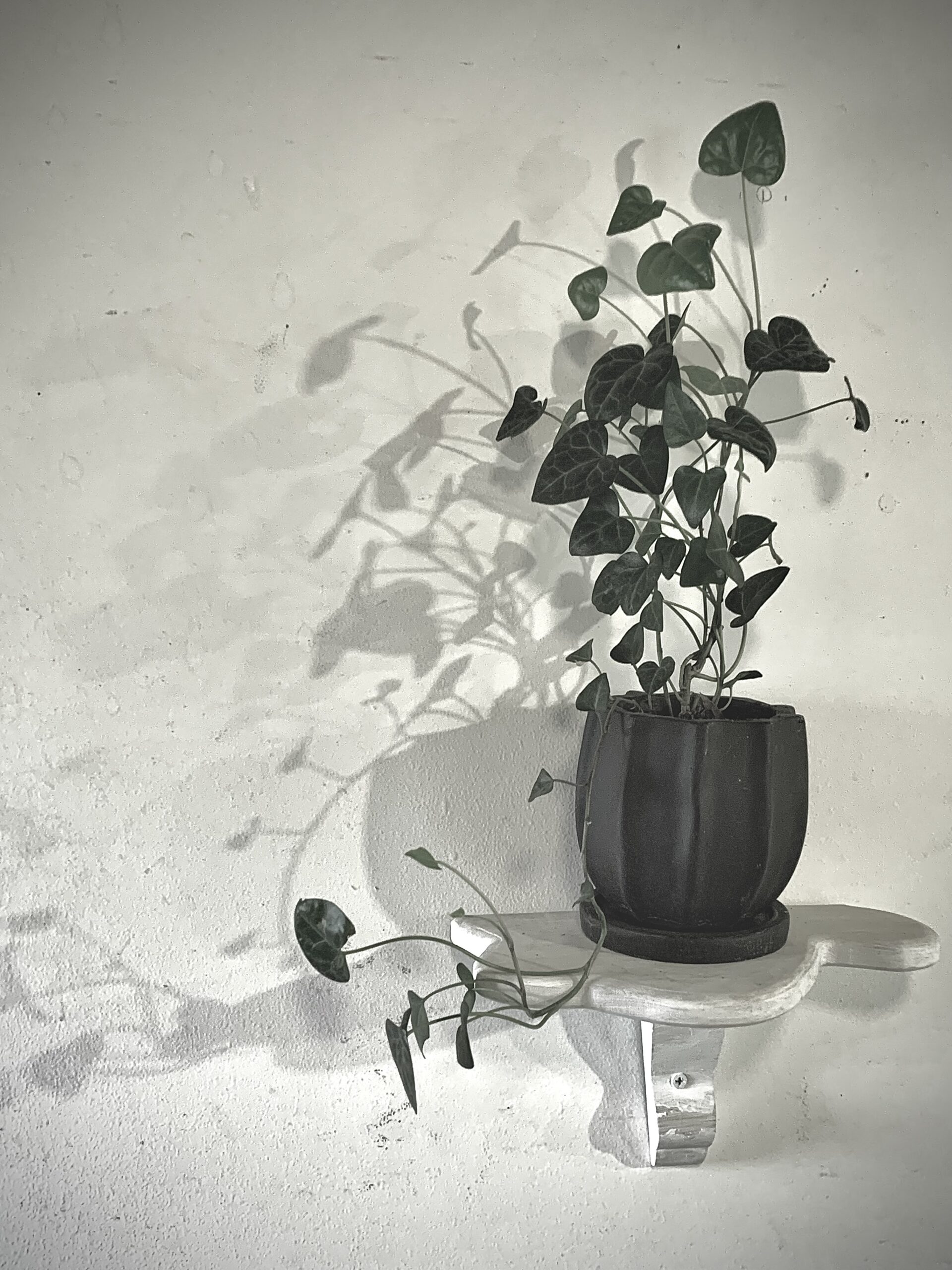 スルスルアイビー